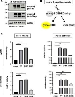 Characterization of the Cancer-Associated Meprin Βeta Variants G45R and G89R